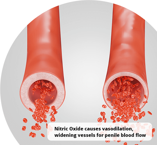 Nitric Oxide causes vasodilation widening vessels for penile blood flow